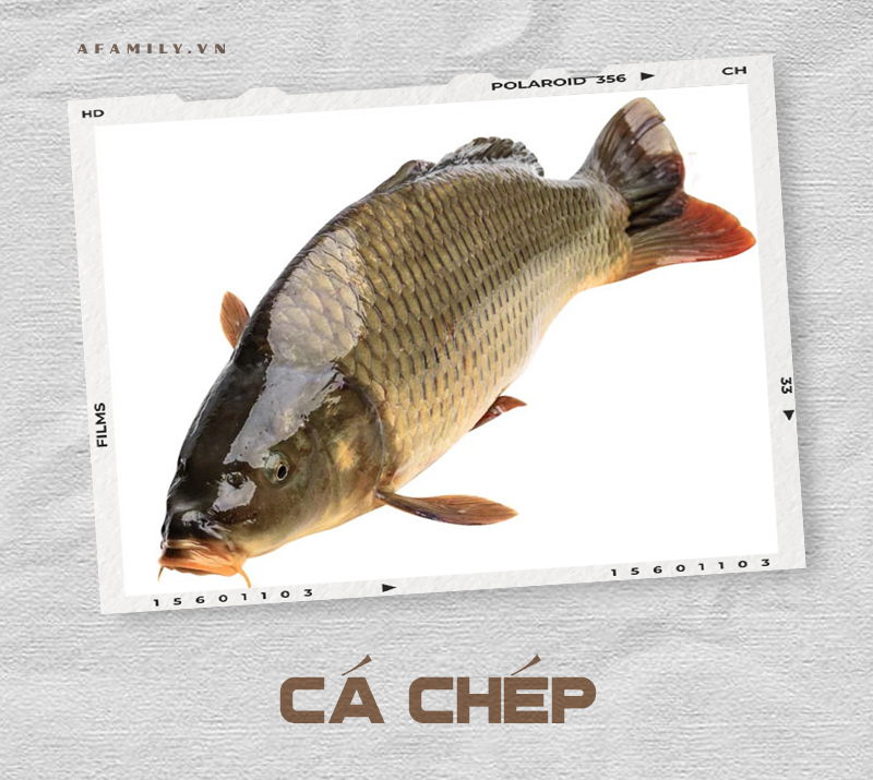 Cẩm nang về các loài cá và cách chế biến siêu ngon giúp chị em tự tin chẳng sợ mẹ chồng chê cười điều gì! - Ảnh 6. Cẩm nang về các loài cá và cách chế biến siêu ngon giúp chị em tự tin chẳng sợ mẹ chồng chê cười điều gì! - Ảnh 6.