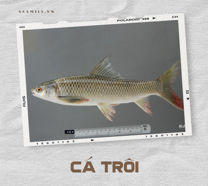 Cẩm nang về các loài cá và cách chế biến siêu ngon giúp chị em tự tin chẳng sợ mẹ chồng chê cười điều gì! - Ảnh 8. Cẩm nang về các loài cá và cách chế biến siêu ngon giúp chị em tự tin chẳng sợ mẹ chồng chê cười điều gì! - Ảnh 8.