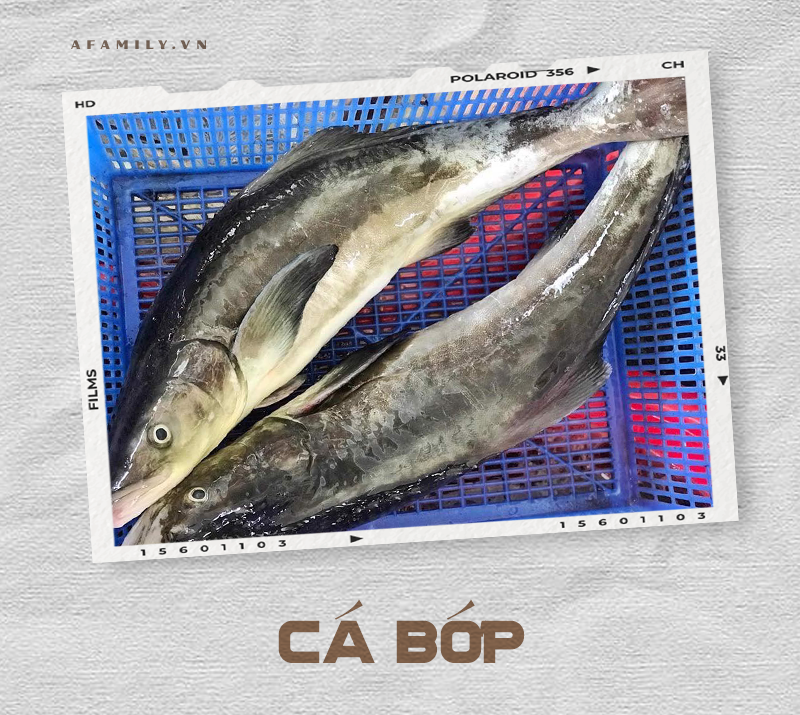 Cẩm nang về các loài cá và cách chế biến siêu ngon giúp chị em tự tin chẳng sợ mẹ chồng chê cười điều gì! - Ảnh 15. Cẩm nang về các loài cá và cách chế biến siêu ngon giúp chị em tự tin chẳng sợ mẹ chồng chê cười điều gì! - Ảnh 15.