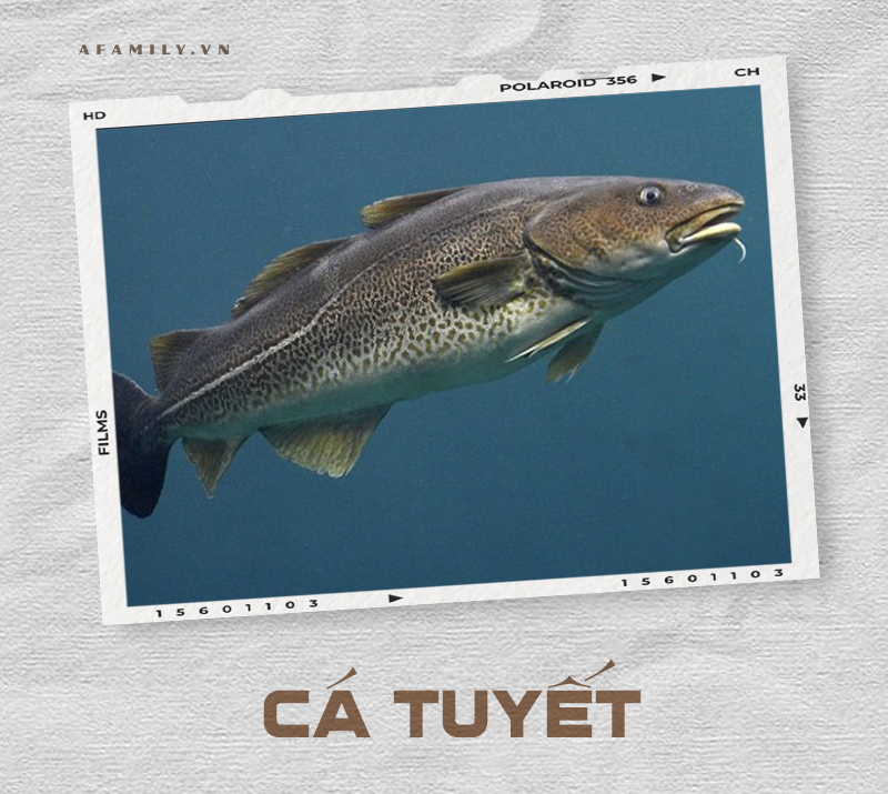 Cẩm nang về các loài cá và cách chế biến siêu ngon giúp chị em tự tin chẳng sợ mẹ chồng chê cười điều gì! - Ảnh 26. Cẩm nang về các loài cá và cách chế biến siêu ngon giúp chị em tự tin chẳng sợ mẹ chồng chê cười điều gì! - Ảnh 26.