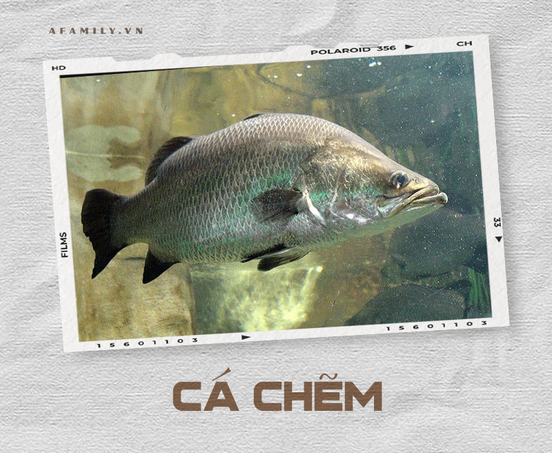 Cẩm nang về các loài cá và cách chế biến siêu ngon giúp chị em tự tin chẳng sợ mẹ chồng chê cười điều gì! - Ảnh 17. Cẩm nang về các loài cá và cách chế biến siêu ngon giúp chị em tự tin chẳng sợ mẹ chồng chê cười điều gì! - Ảnh 17.