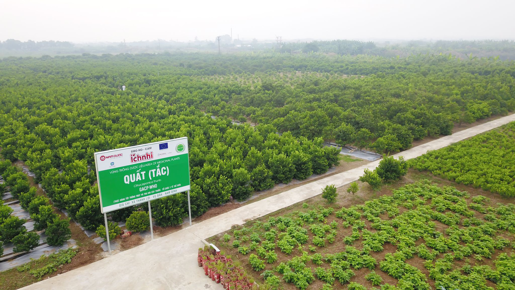 Húng chanh và trái quất - Thảo dược hay giảm ho cho bé - Ảnh 2. Húng chanh và trái quất - Thảo dược hay giảm ho cho bé - Ảnh 2.