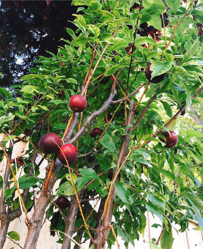 Ngắm khu vườn sai trĩu cây ăn trái và hoa rực rỡ trong biệt thự triệu đô ở Mỹ của Phạm Hương - Ảnh 8.