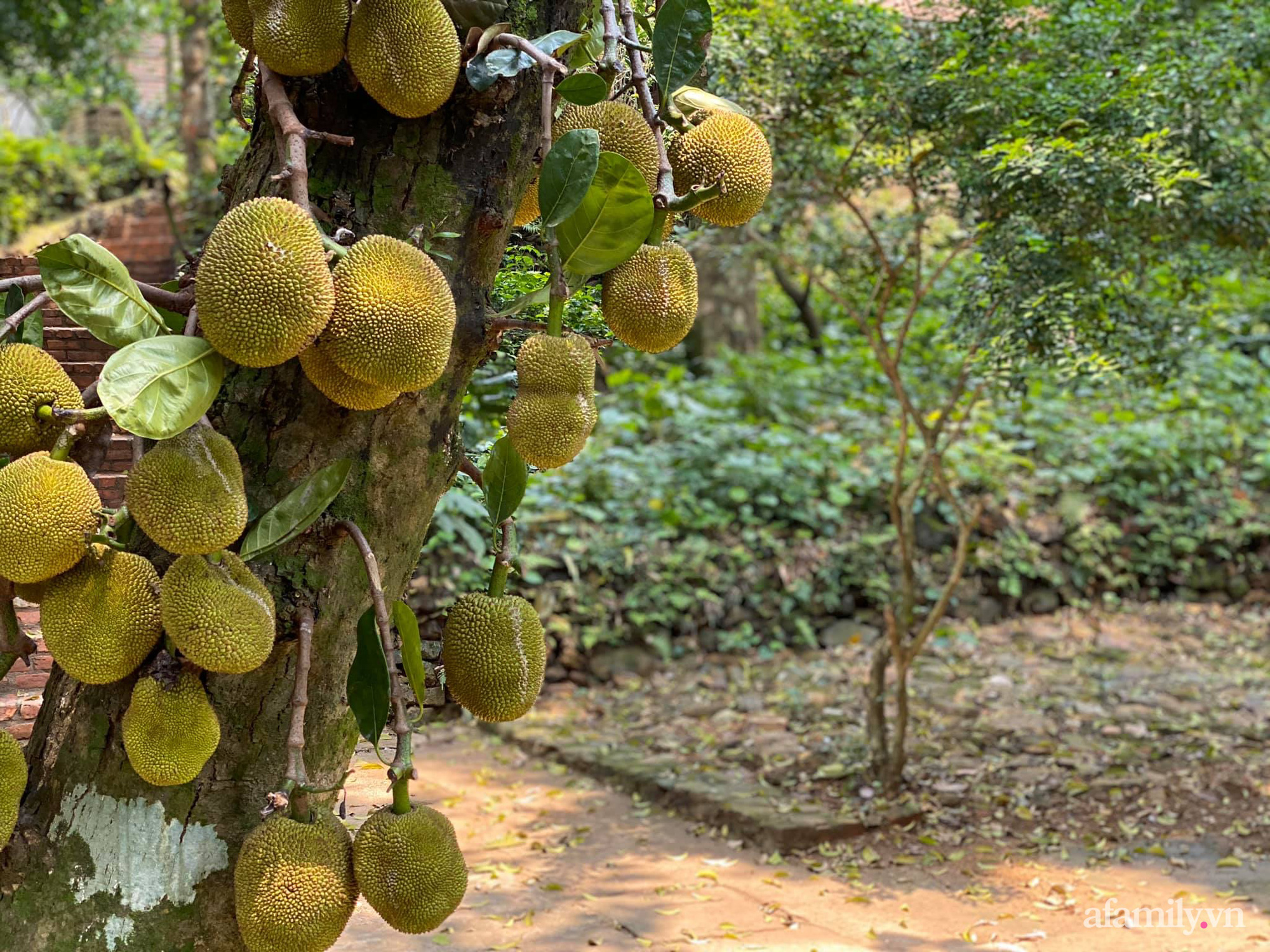 Cuộc sống yên bình trong ngôi nhà nhỏ cùng khu vườn xanh mát bóng cây ở ngoại thành Hà Nội - Ảnh 14.