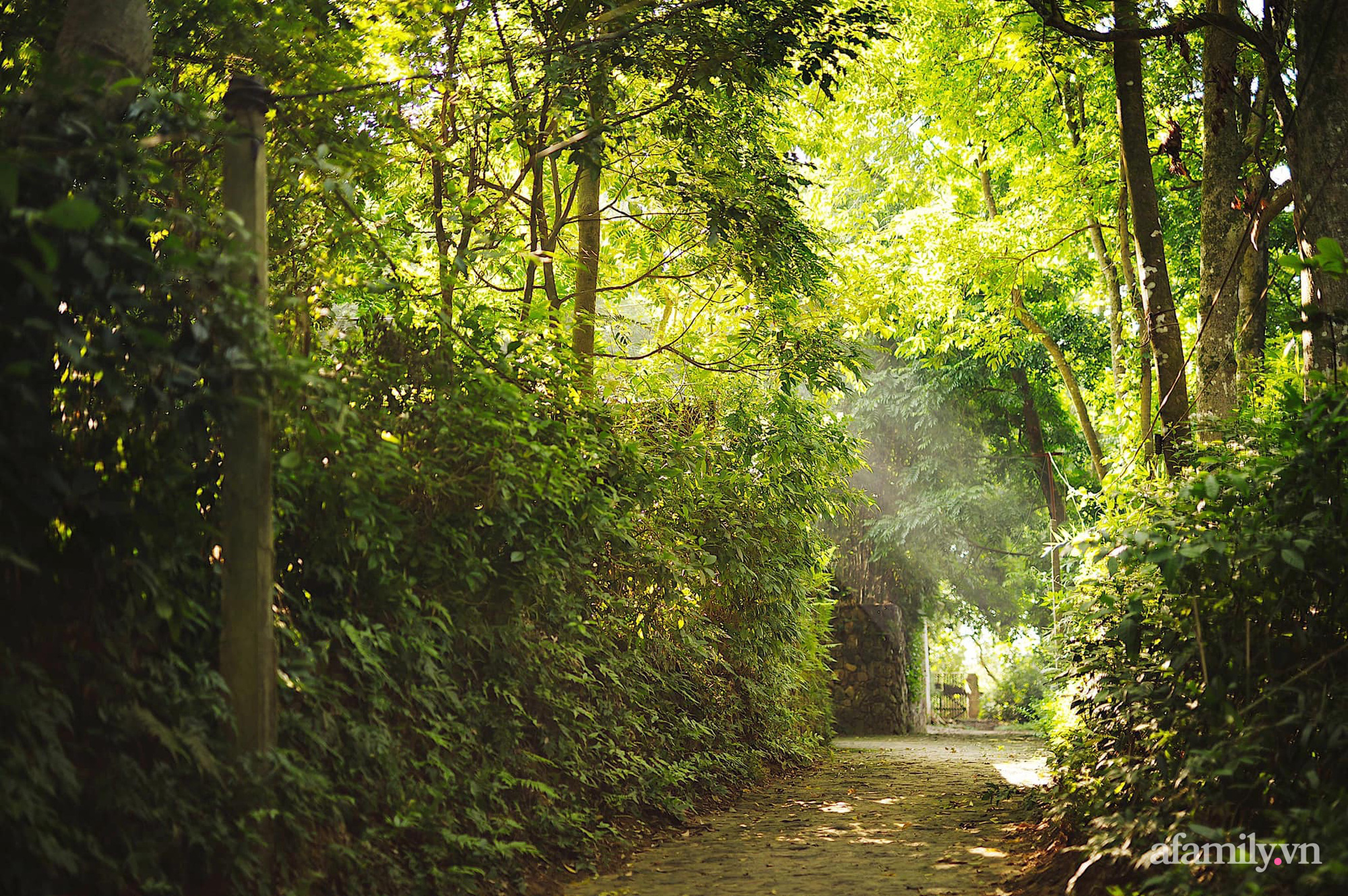 Cuộc sống yên bình trong ngôi nhà nhỏ cùng khu vườn xanh mát bóng cây ở ngoại thành Hà Nội - Ảnh 6.
