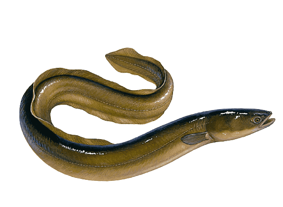 Người dân Cần Thơ bắt được lươn vàng quý hiếm - Báo Cần Thơ Online