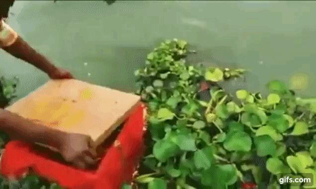 Thấy âm thanh lạ phát ra từ chiếc thùng đỏ trôi trên sông Hằng, người dân mở ra chứng kiến cảnh tượng giật mình, đau xót không nói nên lời - Ảnh 1. Thấy âm thanh lạ phát ra từ chiếc thùng đỏ trôi trên sông Hằng, người dân mở ra chứng kiến cảnh tượng giật mình, đau xót không nói nên lời - Ảnh 1.