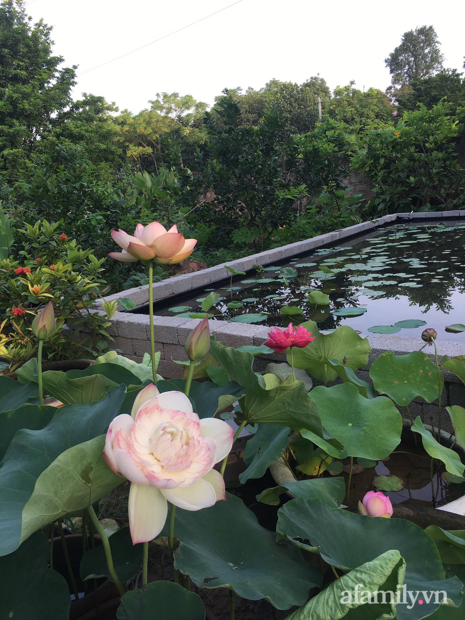 Vườn hoa sen và hoa súng tỏa hương sắc rực rỡ ở Hà Nam