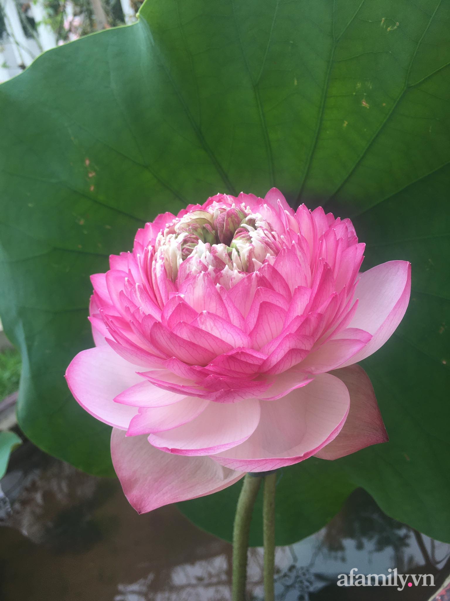 Vườn hoa sen: Vườn hoa sen rực rỡ sắc màu này sẽ khiến trái tim bạn rung động. Hãy đắm chìm trong khung cảnh tuyệt đẹp này và cảm nhận vẻ đẹp của hoa sen từng bông.