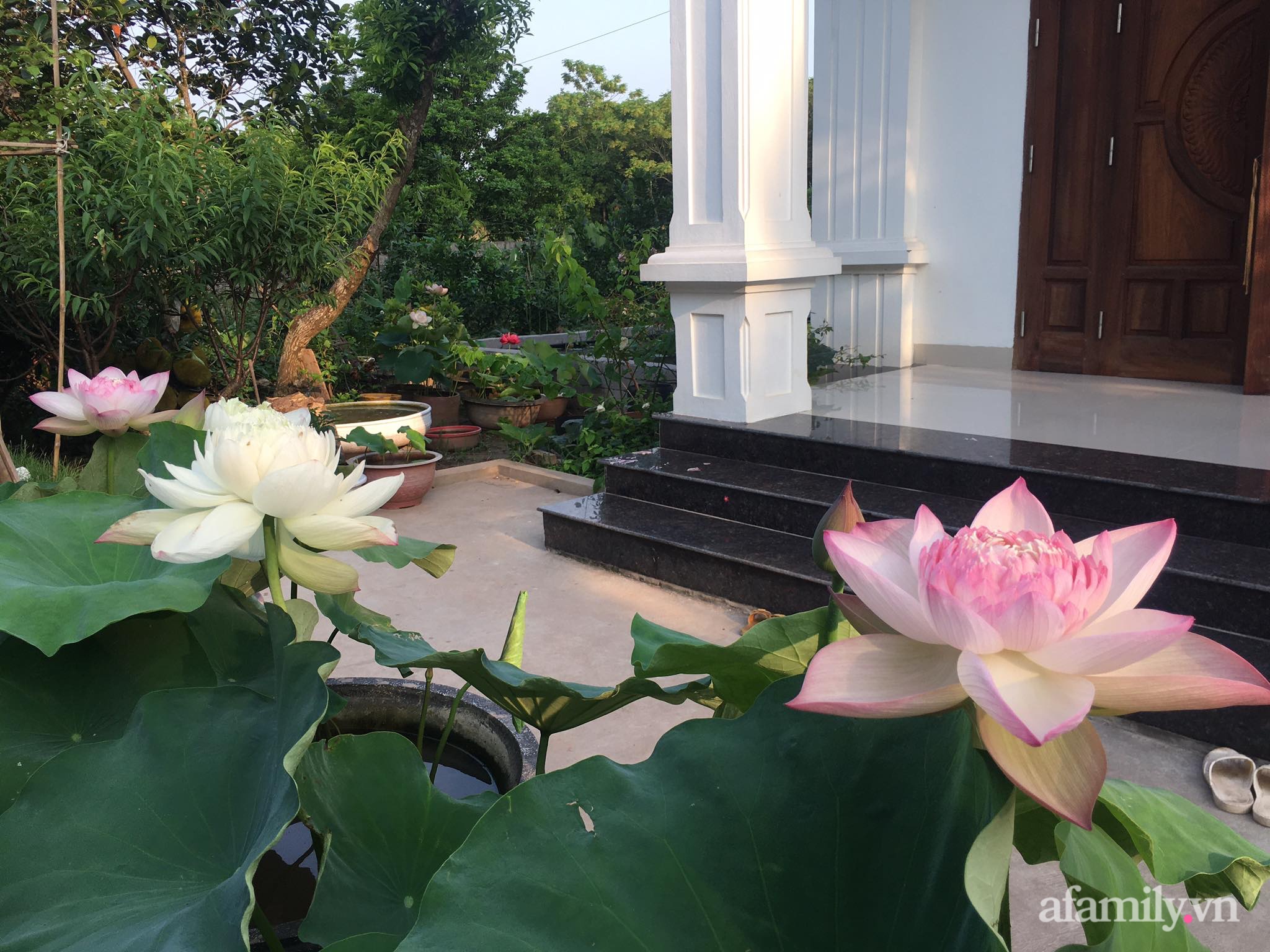 Vườn hoa sen và hoa súng tỏa hương sắc rực rỡ ở Hà Nam
