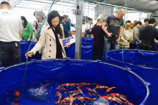 Tiểu thư nhà giàu quyết định bỏ học khi gia đình vỡ nợ, gây dựng lại cơ nghiệp từ 3ha bể cá Koi còn "càn quét" thị trường Âu Mỹ - Ảnh 5. Tiểu thư nhà giàu quyết định bỏ học khi gia đình vỡ nợ, gây dựng lại cơ nghiệp từ 3ha bể cá Koi còn "càn quét" thị trường Âu Mỹ - Ảnh 5.