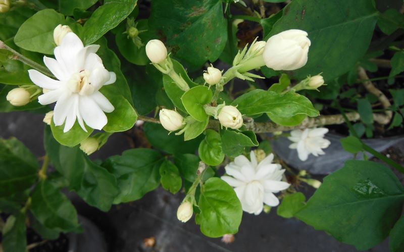 7 loại cây hoa vừa đẹp vừa thơm rất thích hợp trồng ở ban công  - Ảnh 4.