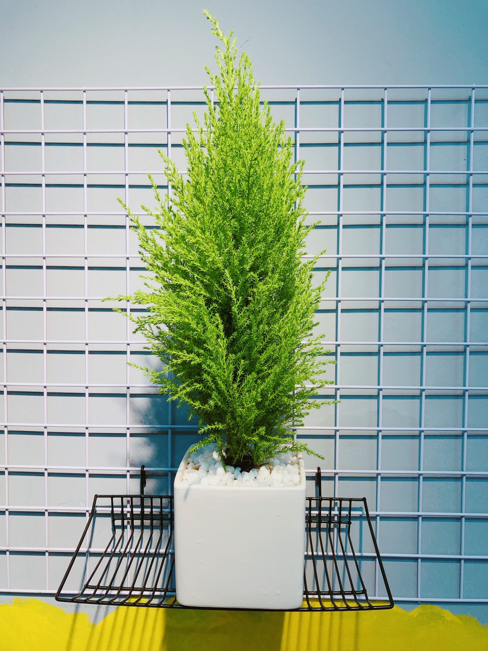 10 loại cây cảnh bạn nên trồng trong nhà để giúp giảm căng thẳng, mệt mỏi, stress - Ảnh 2.