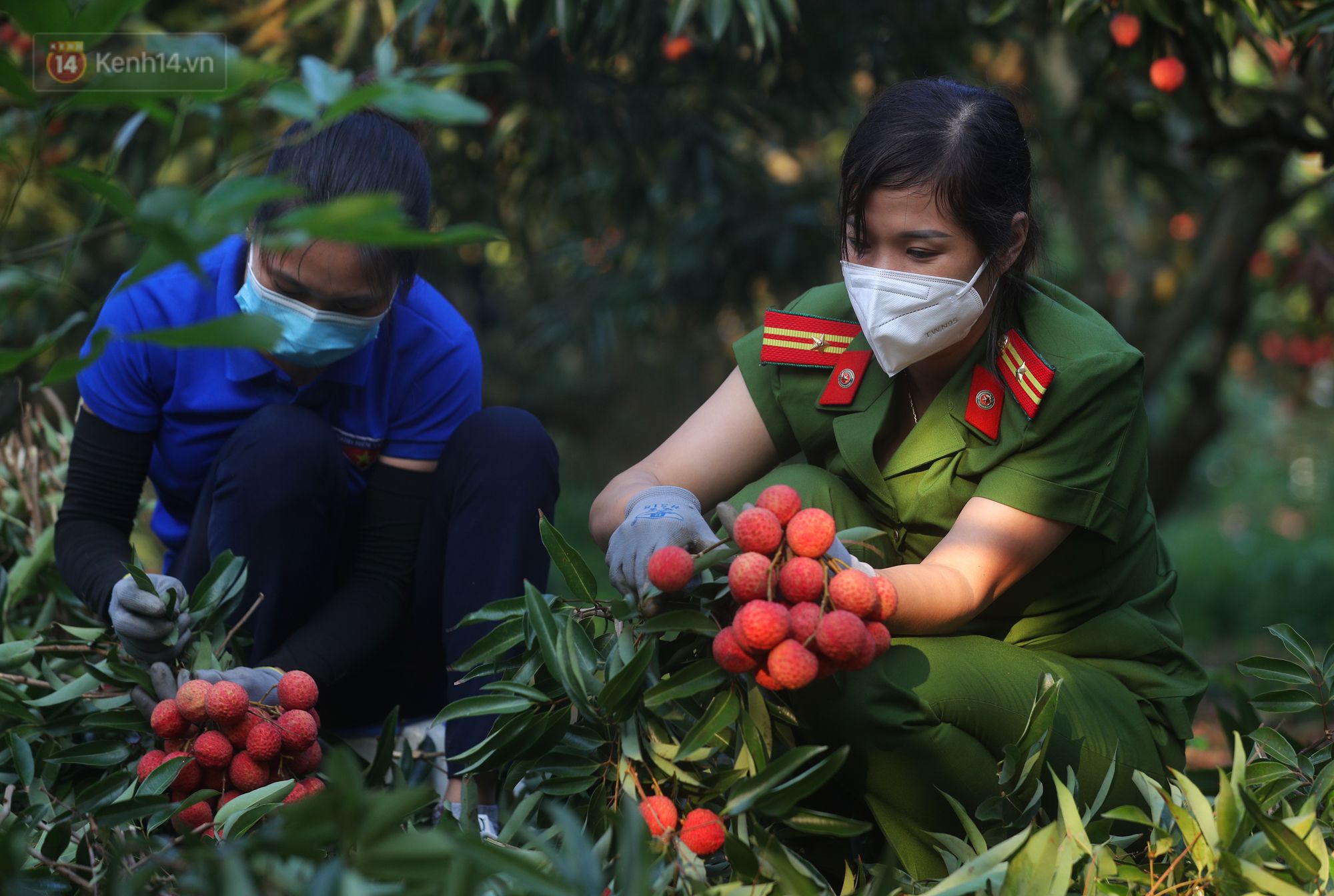 Ảnh: Công an huyện Lục Ngạn, Bắc Giang chung tay thu hoạch vải cùng bà con ngay từ đầu vụ - Ảnh 7.