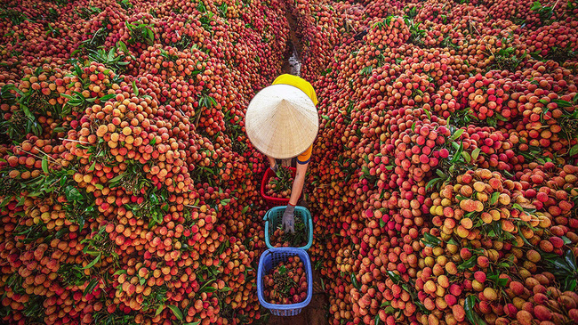 Được tận dụng làm thuốc chữa suy nhược, đau răng hay viêm họng... siêu hay nhưng bạn đã biết dùng vải làm thuốc đúng cách? - Ảnh 1.