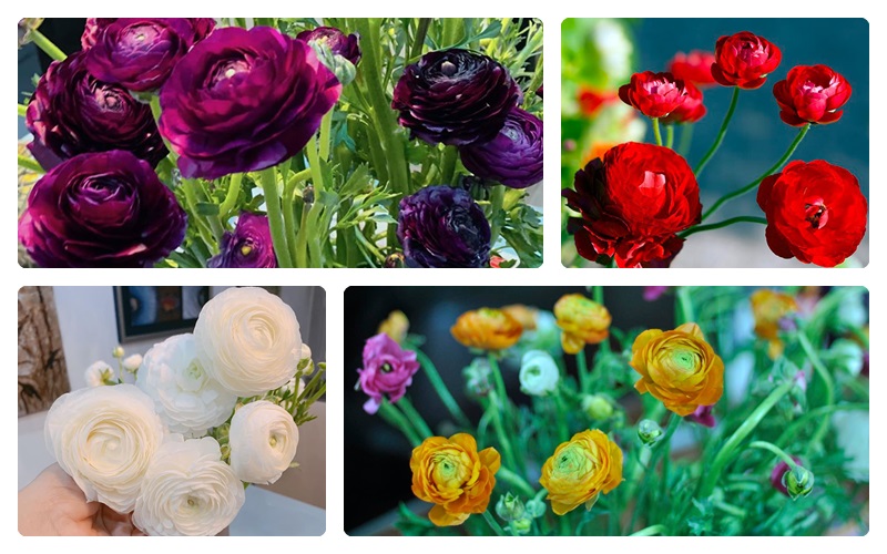 Giúp bạn cách chọn hoa phù hợp với mỗi không gian trong nhà - Ảnh 8.