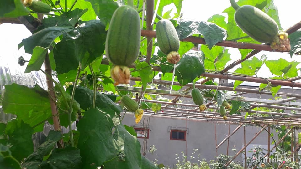 Sân thượng 50m² quanh năm xanh tốt với đủ loại rau quả sạch theo mùa của mẹ đảm ở Hà Nội - Ảnh 4.