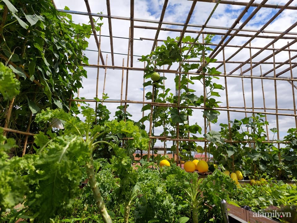 Sân thượng 50m² quanh năm xanh tốt với đủ loại rau quả sạch theo mùa của mẹ đảm ở Hà Nội - Ảnh 1.