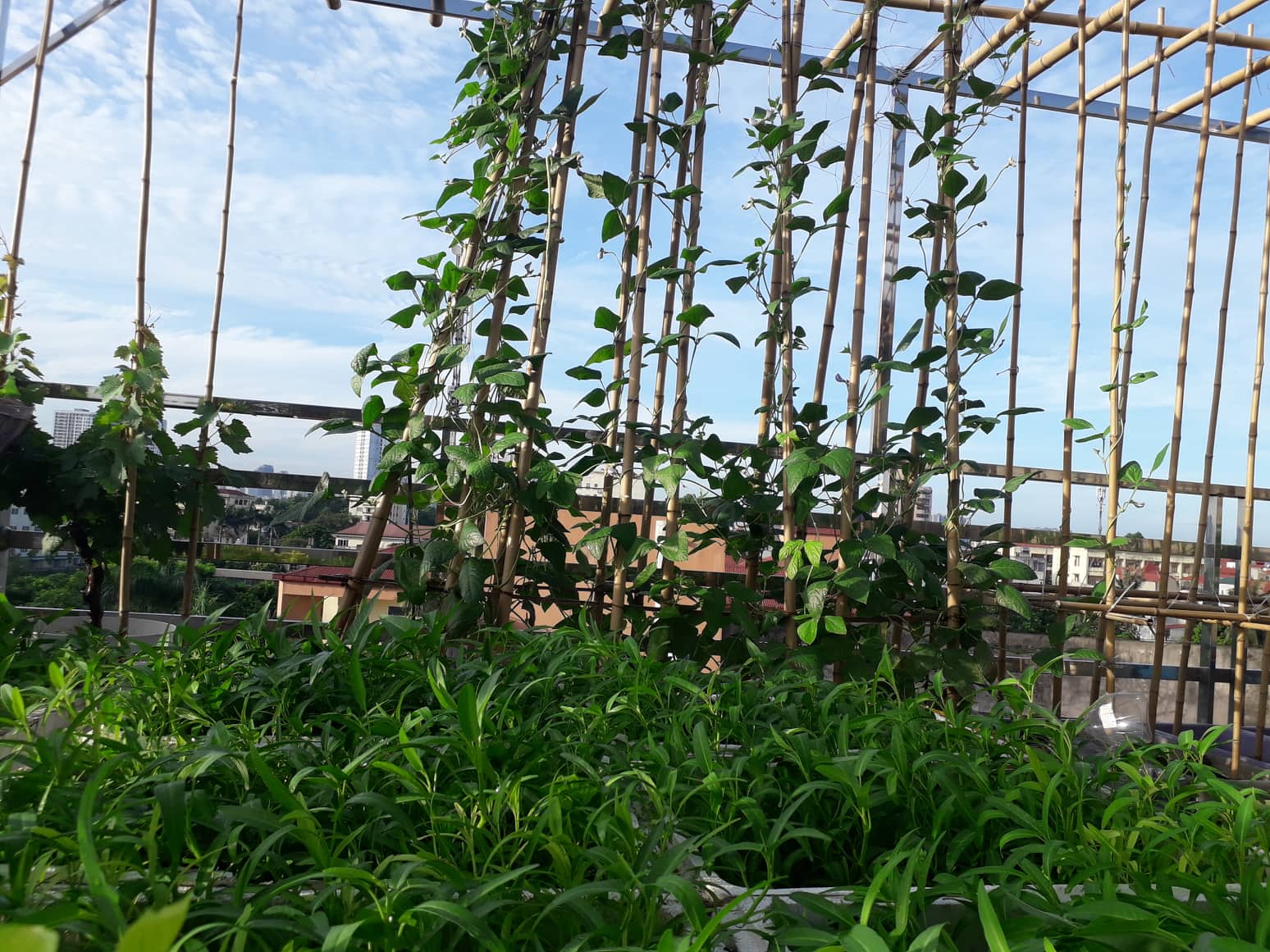Sân thượng 50m² quanh năm xanh tốt với đủ loại rau quả sạch theo mùa của mẹ đảm ở Hà Nội - Ảnh 5.