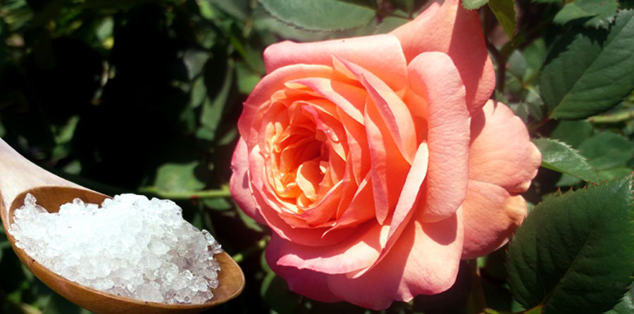 epsom-salt-roses-16261427218941747610785.jpeg