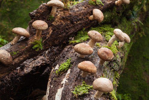 Nước tương nấm Shiitake – Thơm ngon đến giọt cuối cùng - Ảnh 1.