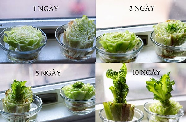 Ở nhà giãn cách mà muốn da đẹp dáng thon, cứ món salad này mà chén chị em ơi! - Ảnh 6.