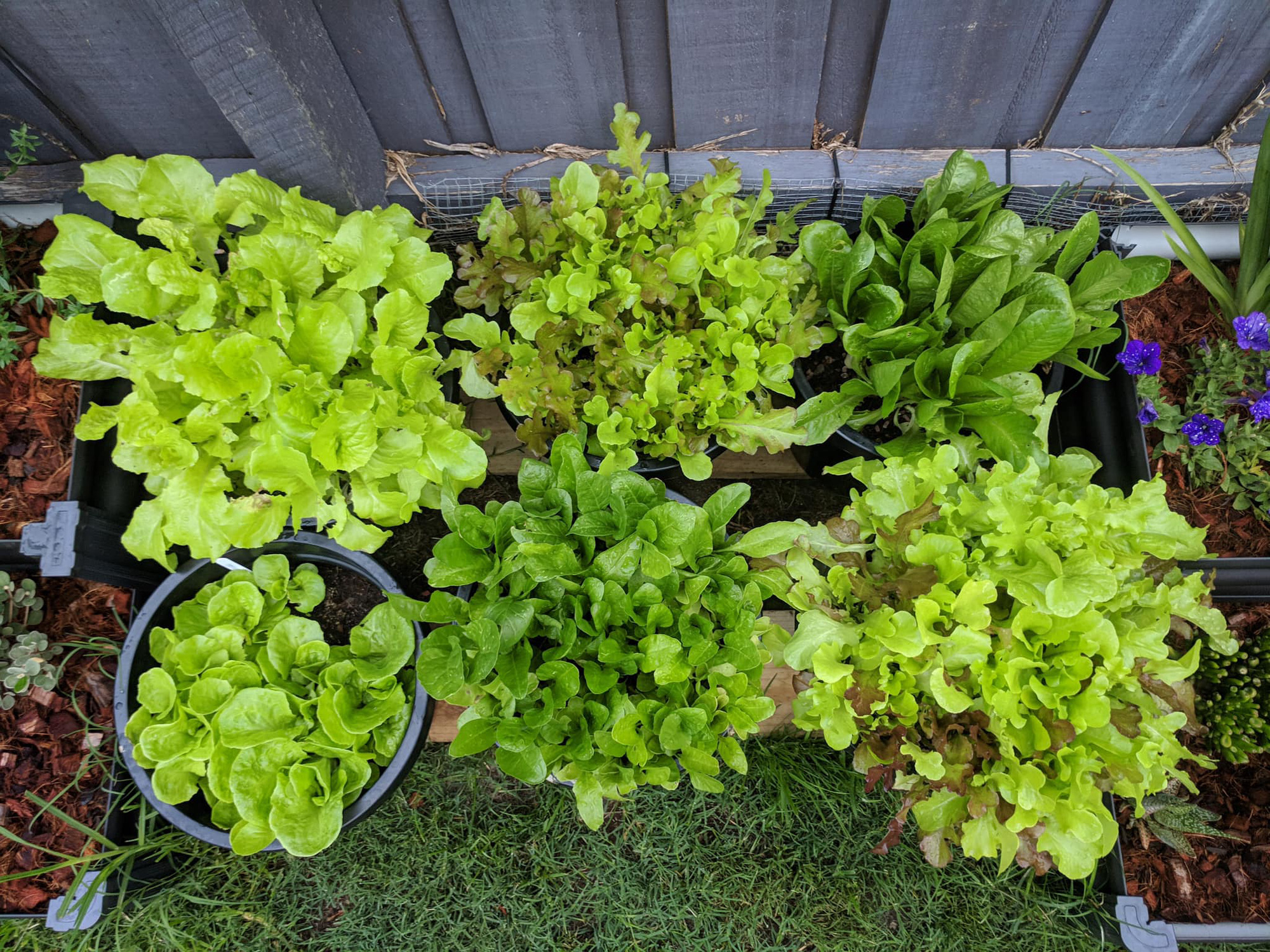 The small yard turns into a garden of all kinds of lush plants thanks to the beautiful young mother's love of planting - Photo 4.