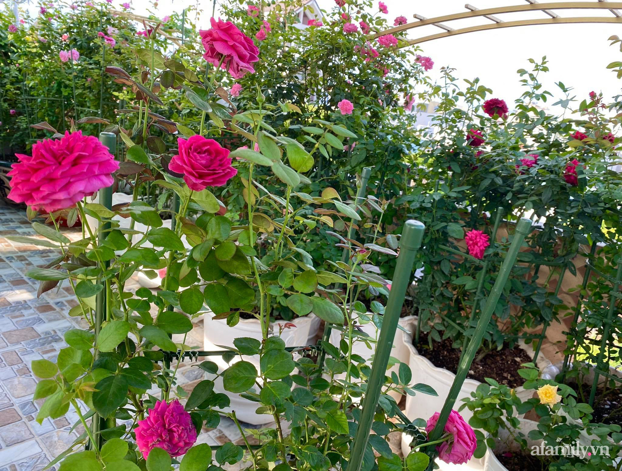 Sân thượng phủ kín hoa hồng và rau quả sạch được chăm chút nhờ bàn tay khéo léo của Hoa hậu Janny Thủy Trần - Ảnh 7.