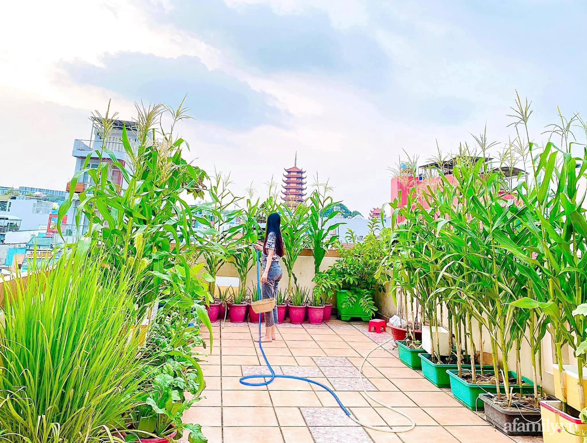 Sài Gòn nơi khát vọng xanh mát và sạch đến với vườn rau trên sân thượng. Tại đây, bạn có thể sống trong không gian xanh tươi, cung cấp cho gia đình và bản thân những loại rau sạch và đẹp mỗi ngày.