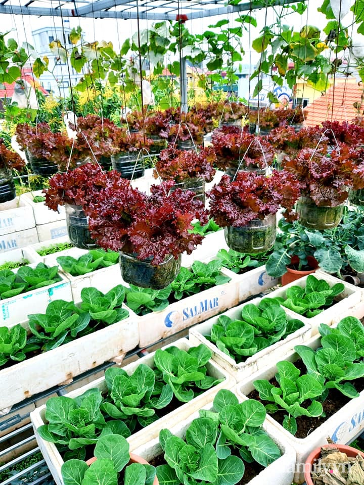 Cả năm không phải đi chợ mua rau quả nhờ làm vườn trên nóc nhà của mẹ đảm Hà Nội - Ảnh 3.