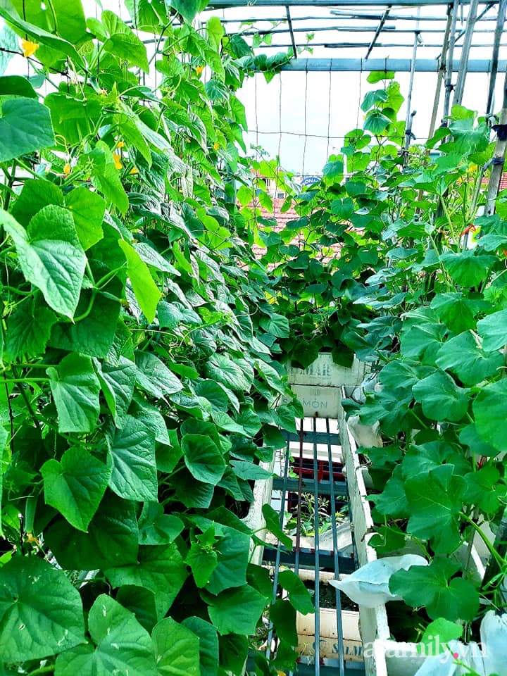 Cả năm không phải đi chợ mua rau quả nhờ làm vườn trên nóc nhà của mẹ đảm Hà Nội - Ảnh 5.