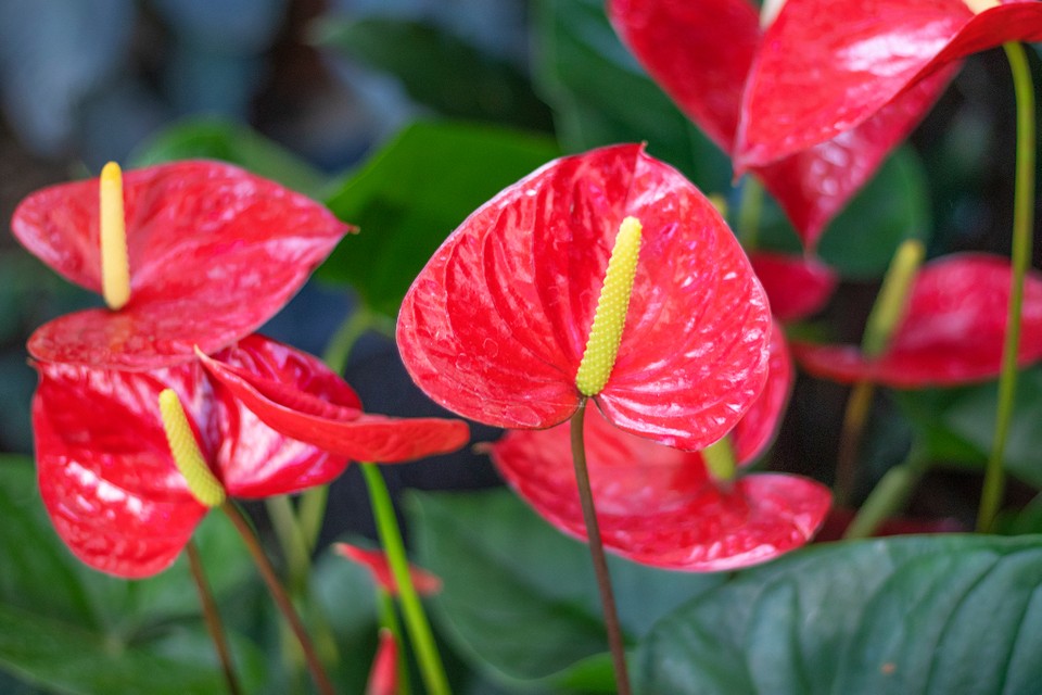 2048x1365-anthurium-seo-gettyimages-1305438895-de35878-1627001649369566668062.jpg