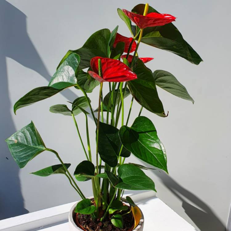 anthurium-andraeanum-group-1627001500108802273059.jpeg