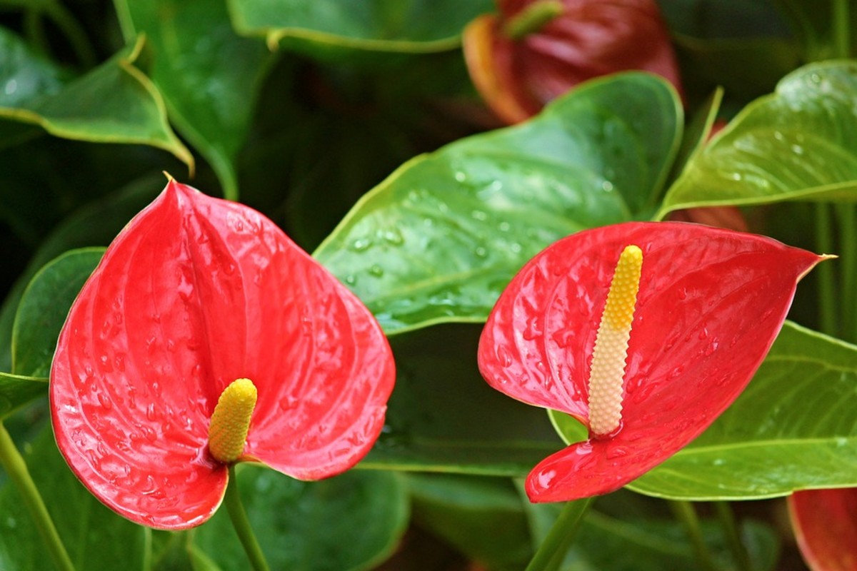 how-to-grow-anthurium-16270016834262004771863.jpg