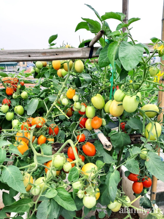 Cả năm không phải đi chợ mua rau quả nhờ làm vườn trên nóc nhà của mẹ đảm Hà Nội - Ảnh 4.