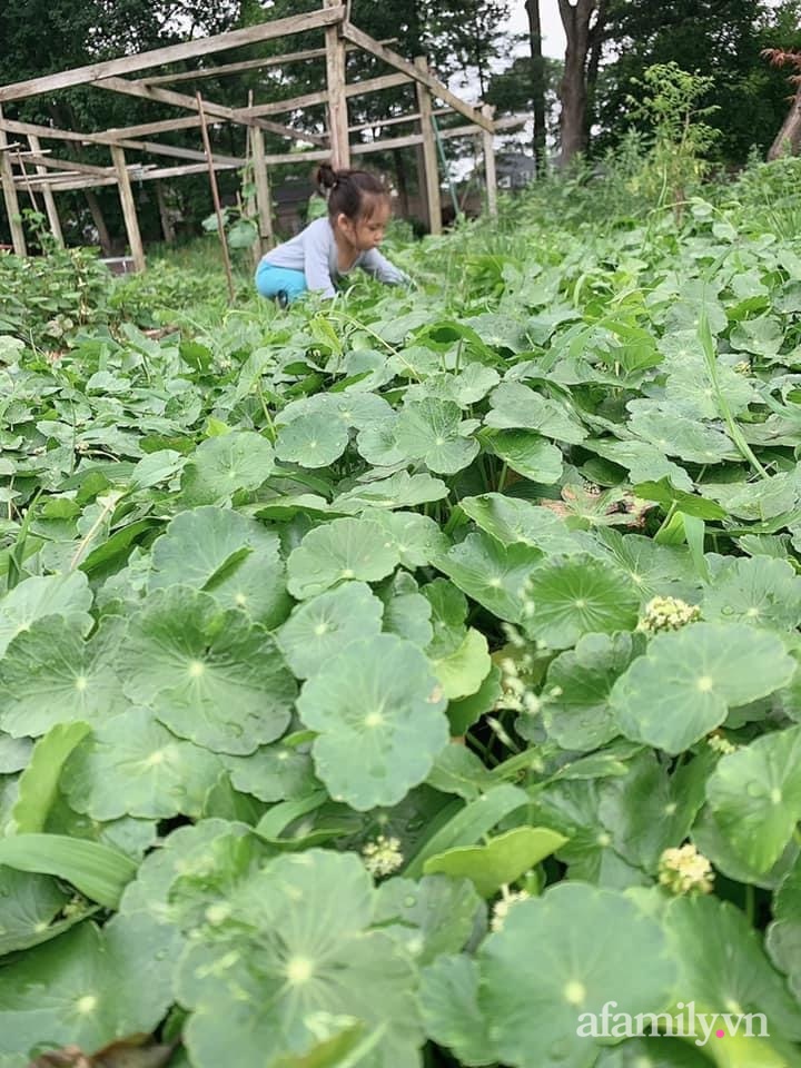 Khu vườn của mẹ Việt ở Mỹ sai trĩu rau củ kích thước khủng, ăn không hết luôn phải mang chia bớt cho hàng xóm - Ảnh 15.
