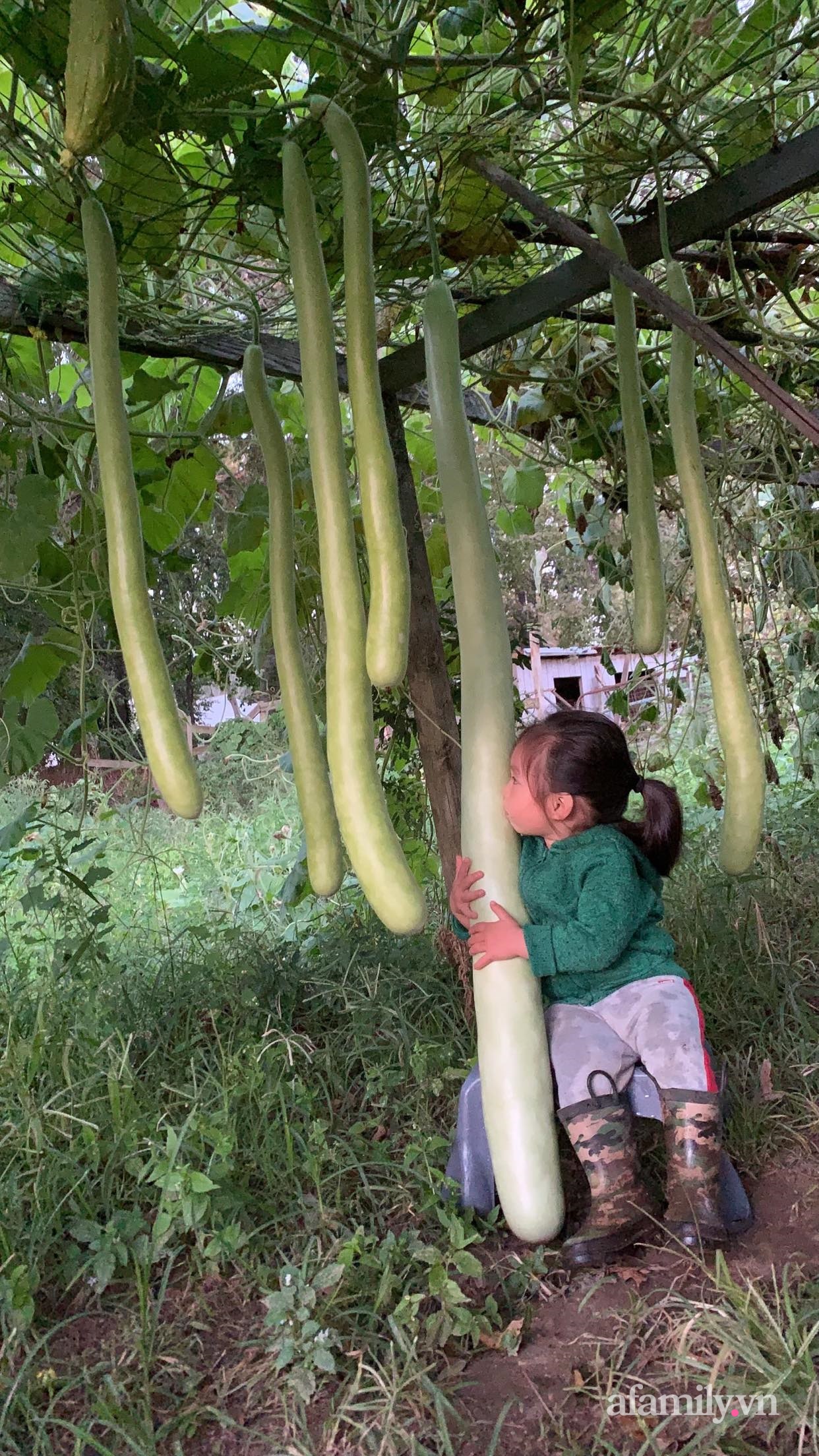 Khu vườn của mẹ Việt ở Mỹ sai trĩu rau củ kích thước khủng, ăn không hết luôn phải mang chia bớt cho hàng xóm - Ảnh 6.