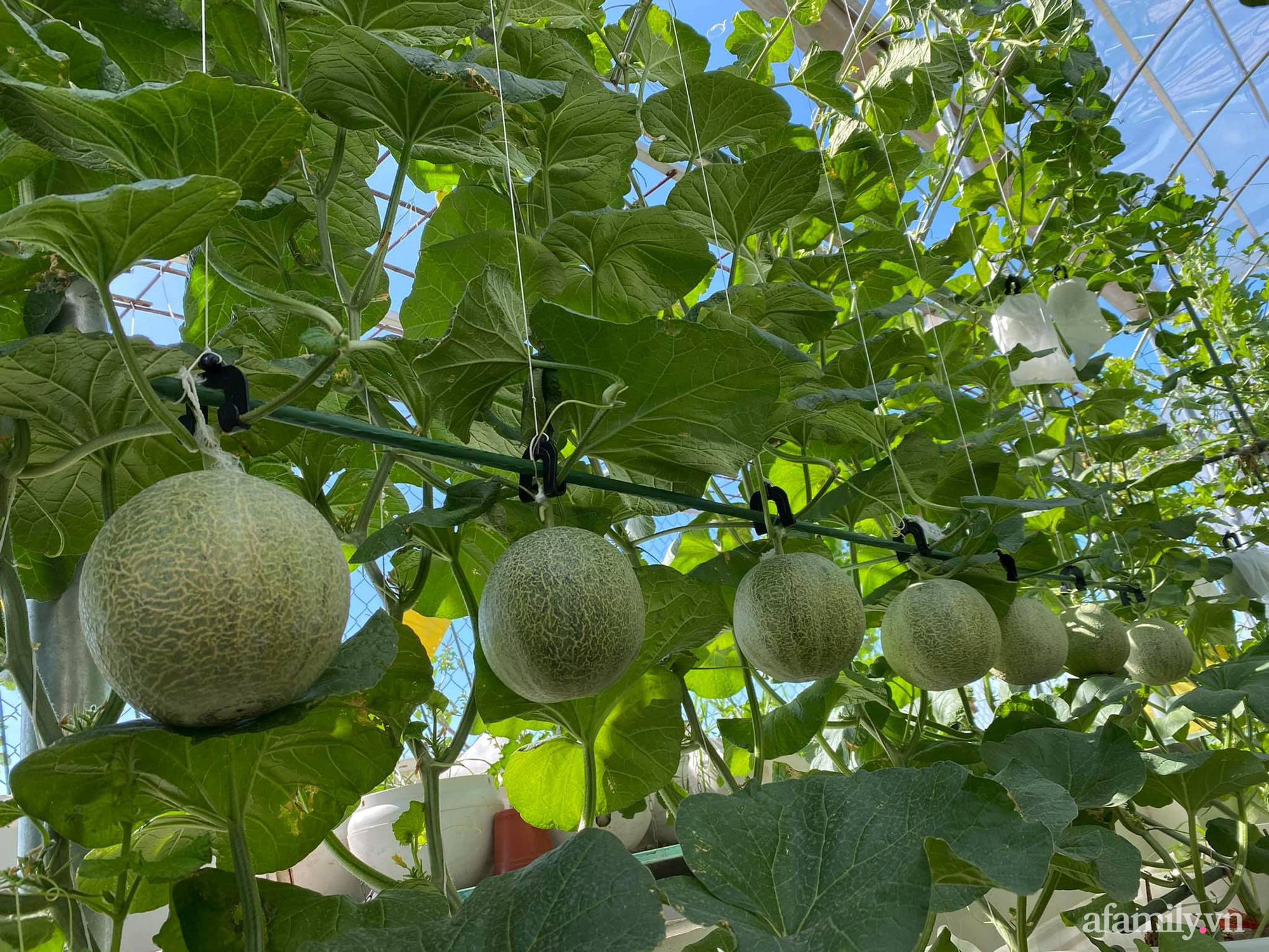 Giãn cách không ra khỏi nhà vẫn đủ rau quả thưởng thức nhờ vườn cây xanh um trên sân thượng ở Đà Nẵng - Ảnh 6.