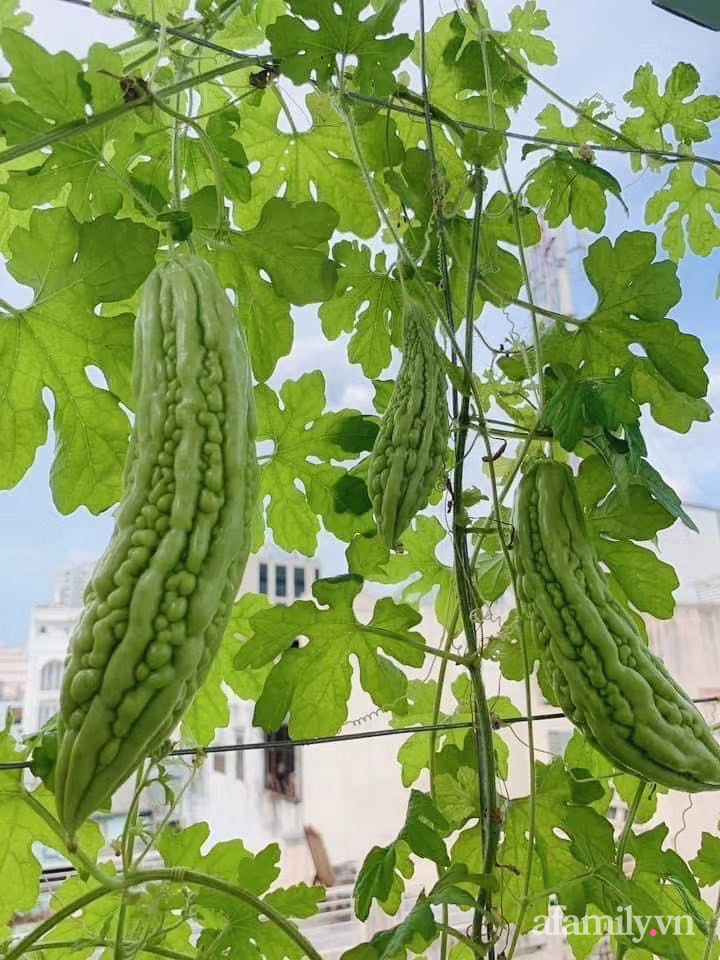 Sài Gòn bùng dịch, người mẹ trẻ vẫn an yên trong nhà nhờ sân thượng rau sạch và hoa rực rỡ - Ảnh 8.