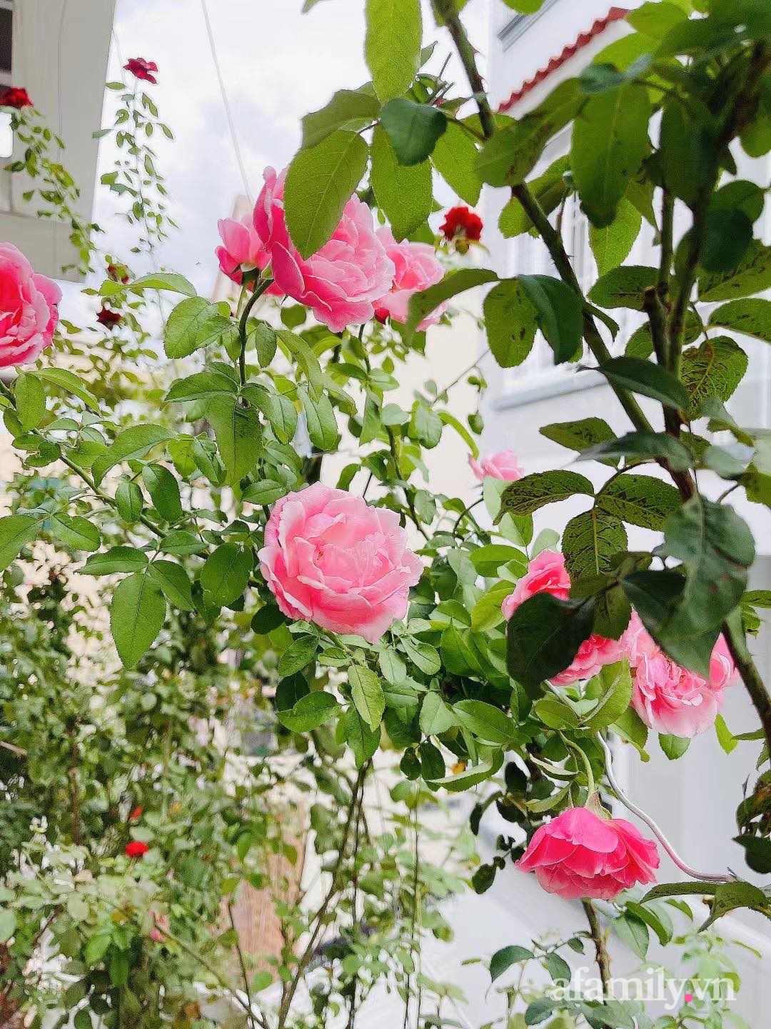 Sài Gòn bùng dịch, người mẹ trẻ vẫn an yên trong nhà nhờ sân thượng rau sạch và hoa rực rỡ - Ảnh 16.