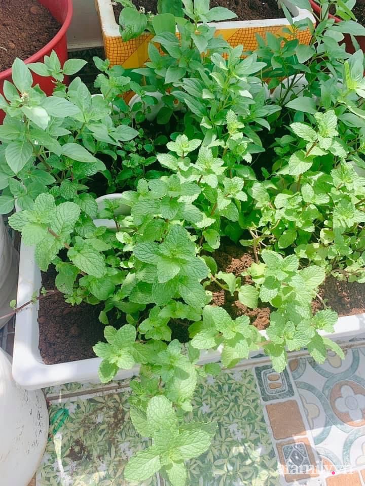 Sài Gòn bùng dịch, người mẹ trẻ vẫn an yên trong nhà nhờ sân thượng rau sạch và hoa rực rỡ - Ảnh 7.