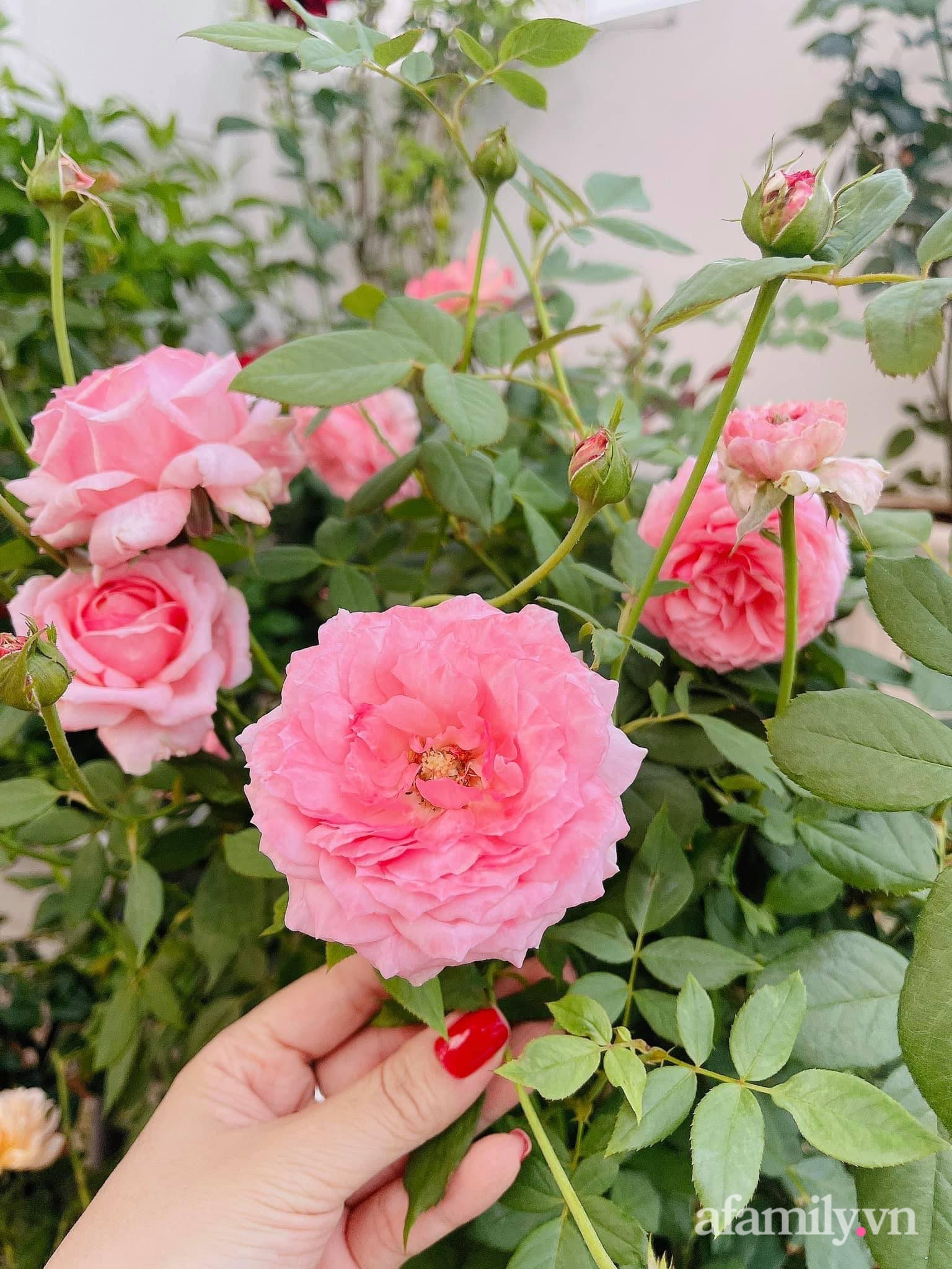 Sài Gòn bùng dịch, người mẹ trẻ vẫn an yên trong nhà nhờ sân thượng rau sạch và hoa rực rỡ - Ảnh 17.