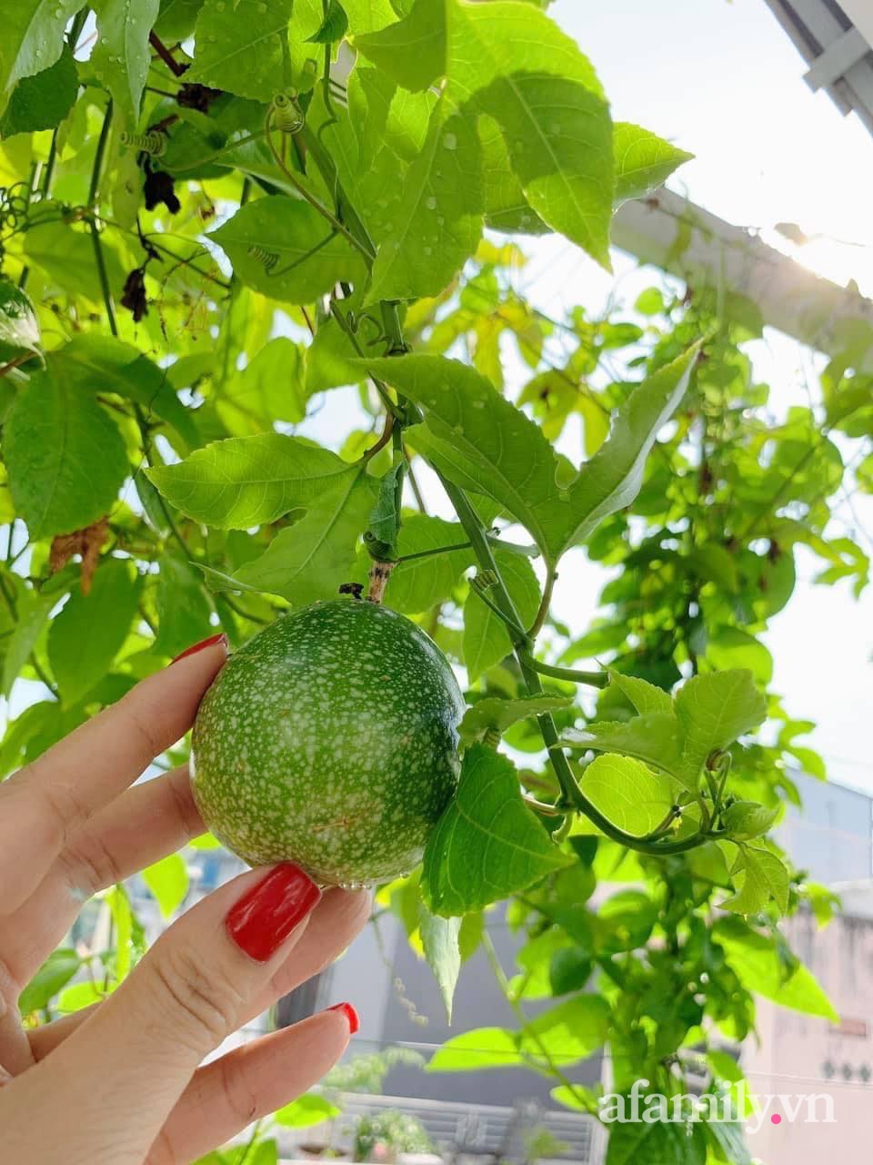 Sài Gòn bùng dịch, người mẹ trẻ vẫn an yên trong nhà nhờ sân thượng rau sạch và hoa rực rỡ - Ảnh 11.