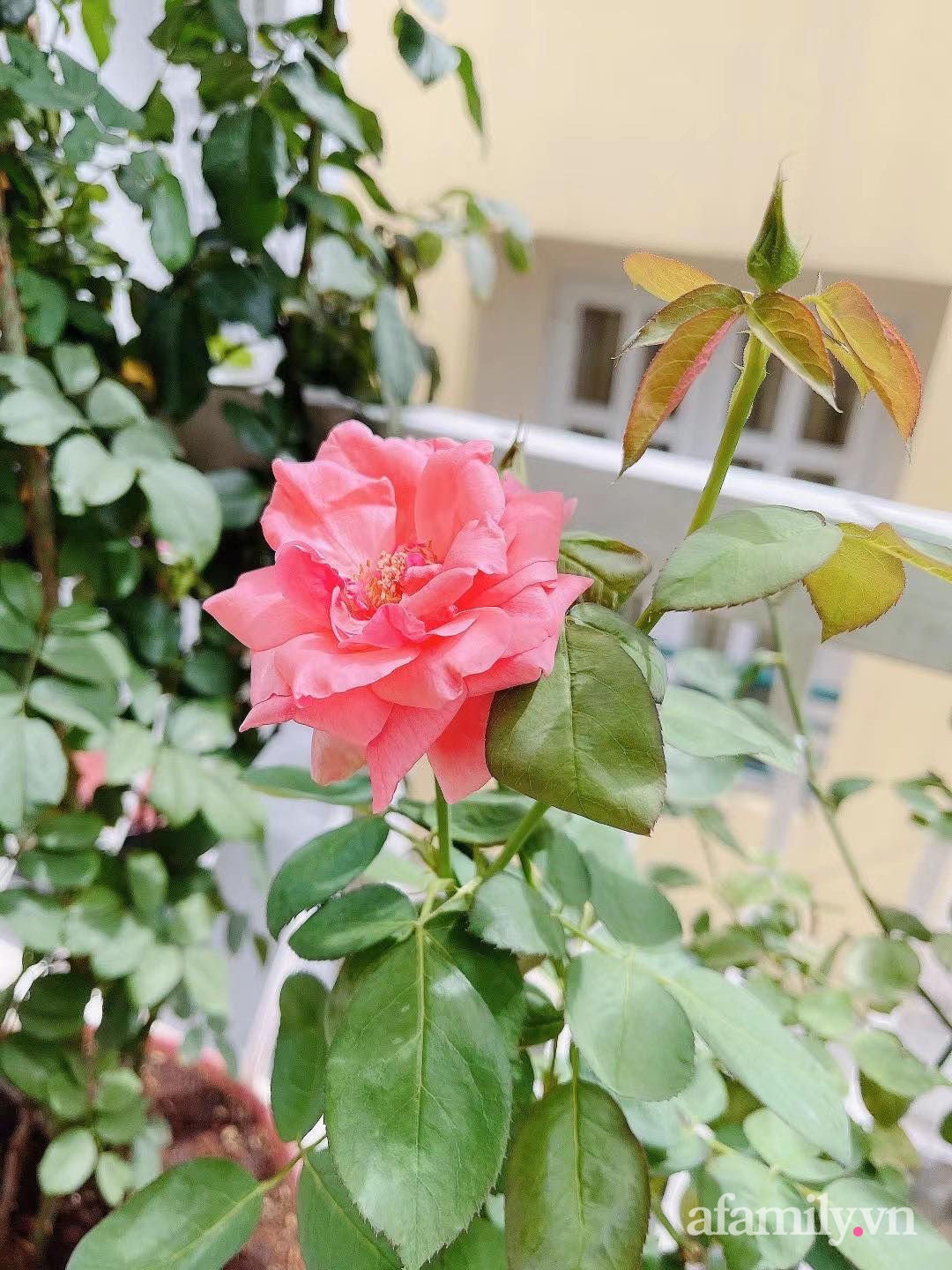 Sài Gòn bùng dịch, người mẹ trẻ vẫn an yên trong nhà nhờ sân thượng rau sạch và hoa rực rỡ - Ảnh 21.