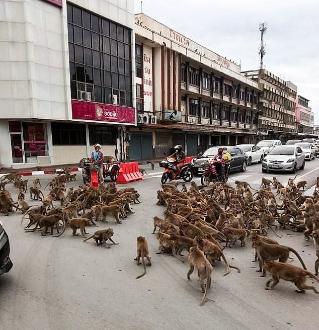 Thái Lan: Tài xế sốc trước hàng trăm con khỉ ẩu đả giữa đường - Ảnh 2.