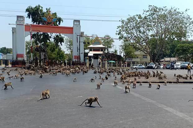 Thái Lan: Tài xế sốc trước hàng trăm con khỉ ẩu đả giữa đường - Ảnh 5.