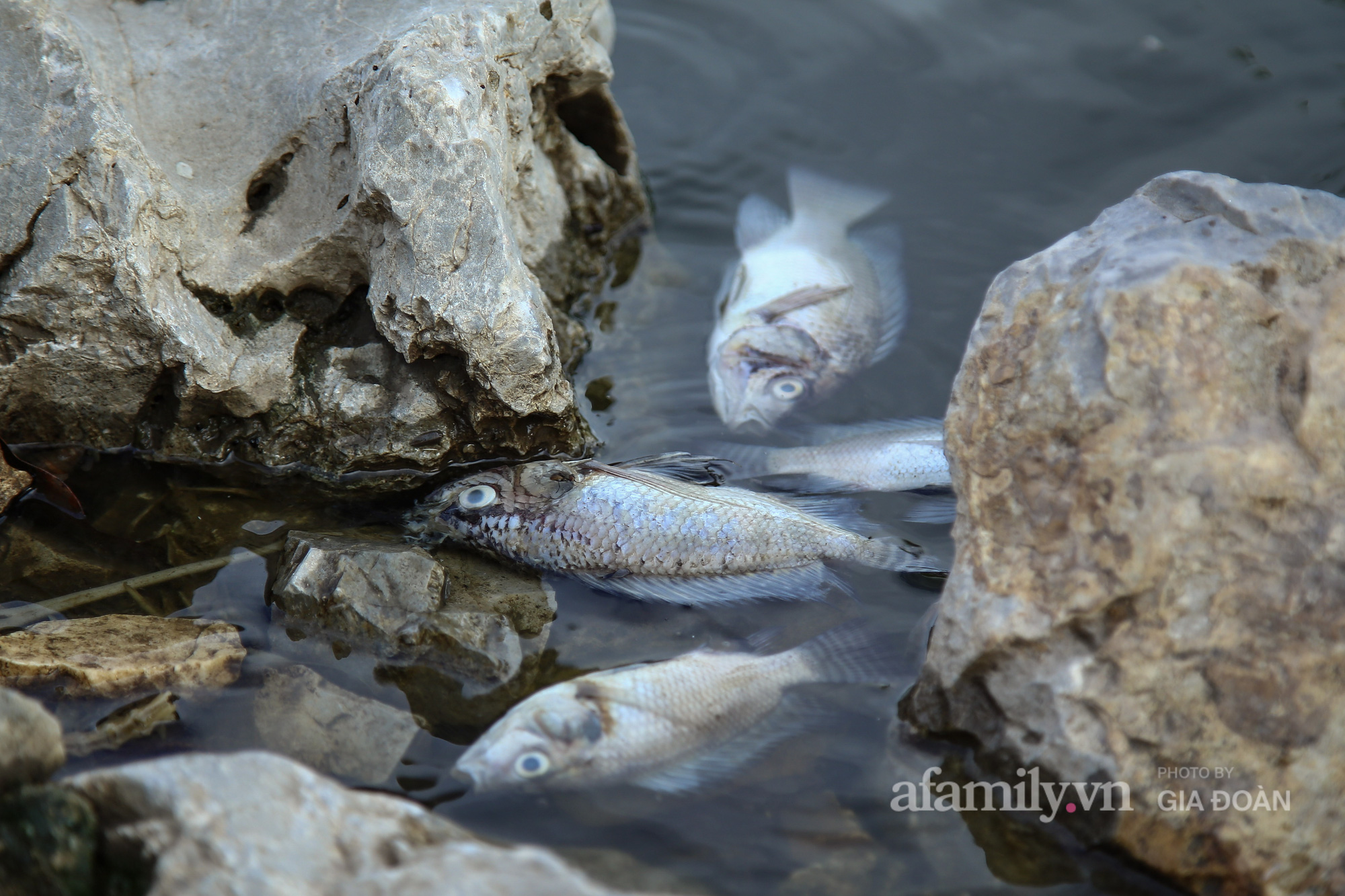 Cá chết nổi trắng góc hồ Yên Sở, người dân ngao ngán mỗi khi đi qua - Ảnh 6.