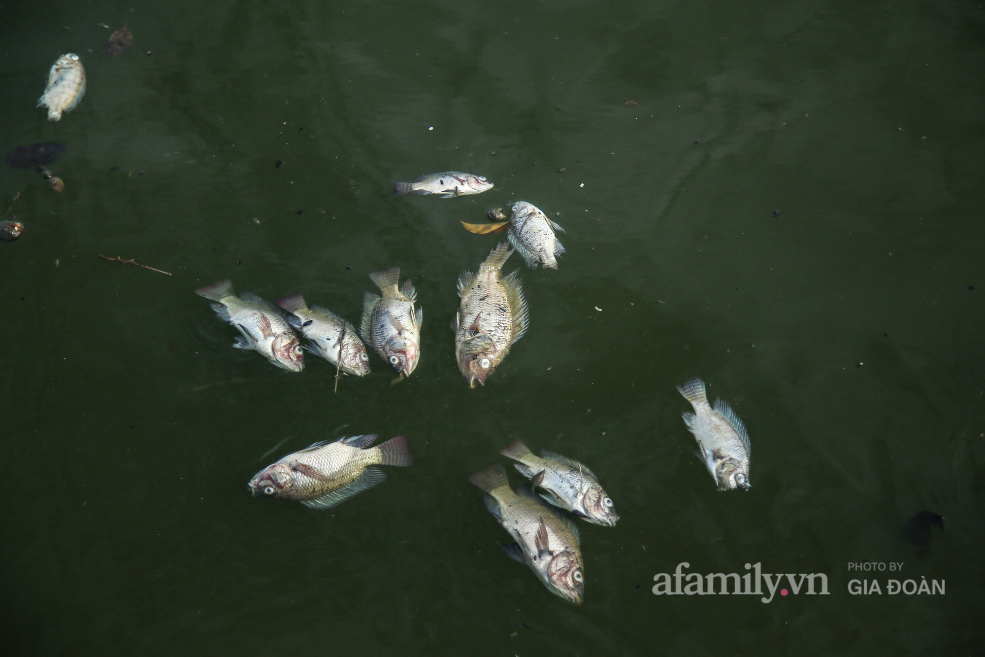 Cá chết nổi trắng góc hồ Yên Sở, người dân ngao ngán mỗi khi đi qua - Ảnh 11.