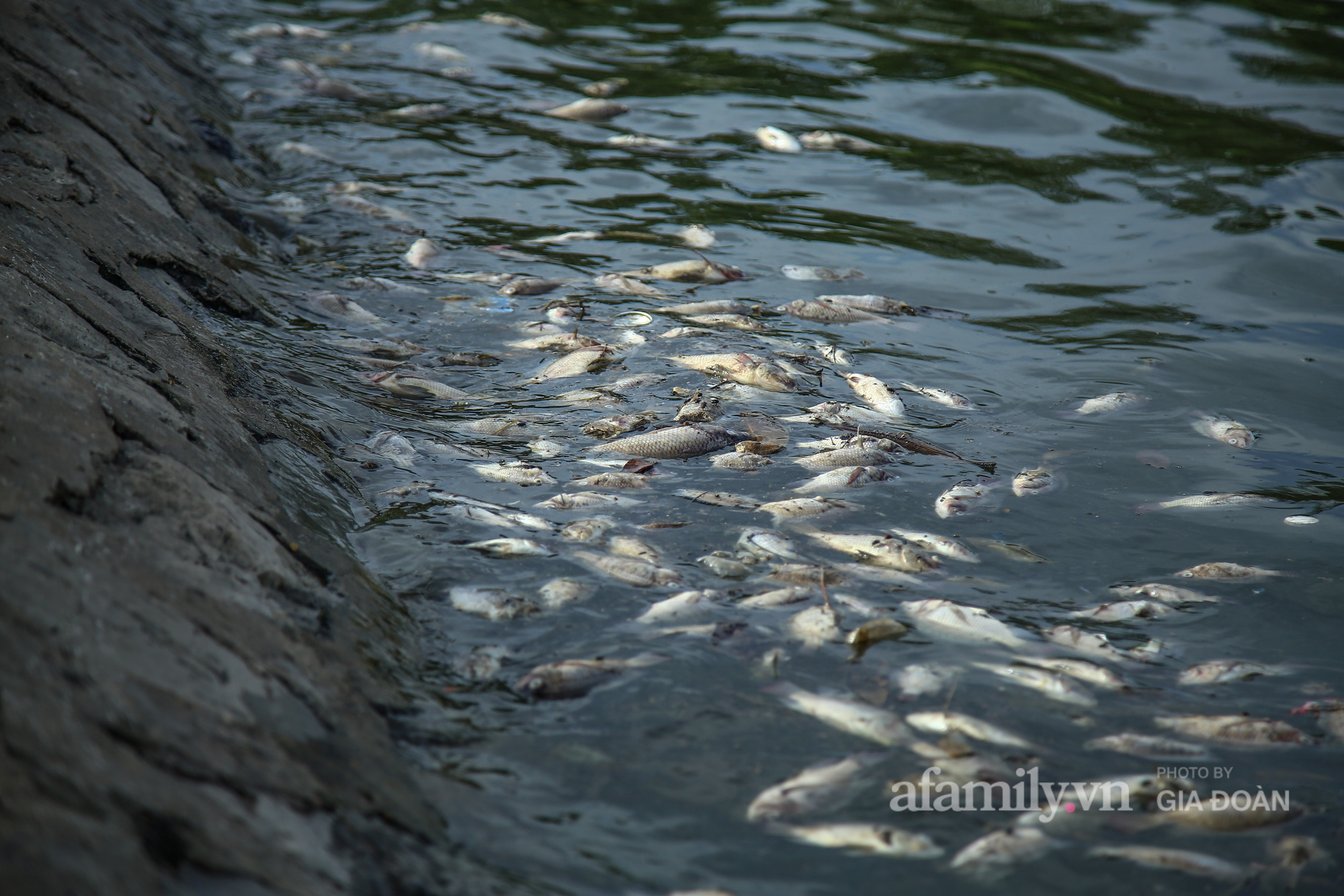 Cá chết nổi trắng góc hồ Yên Sở, người dân ngao ngán mỗi khi đi qua - Ảnh 10.