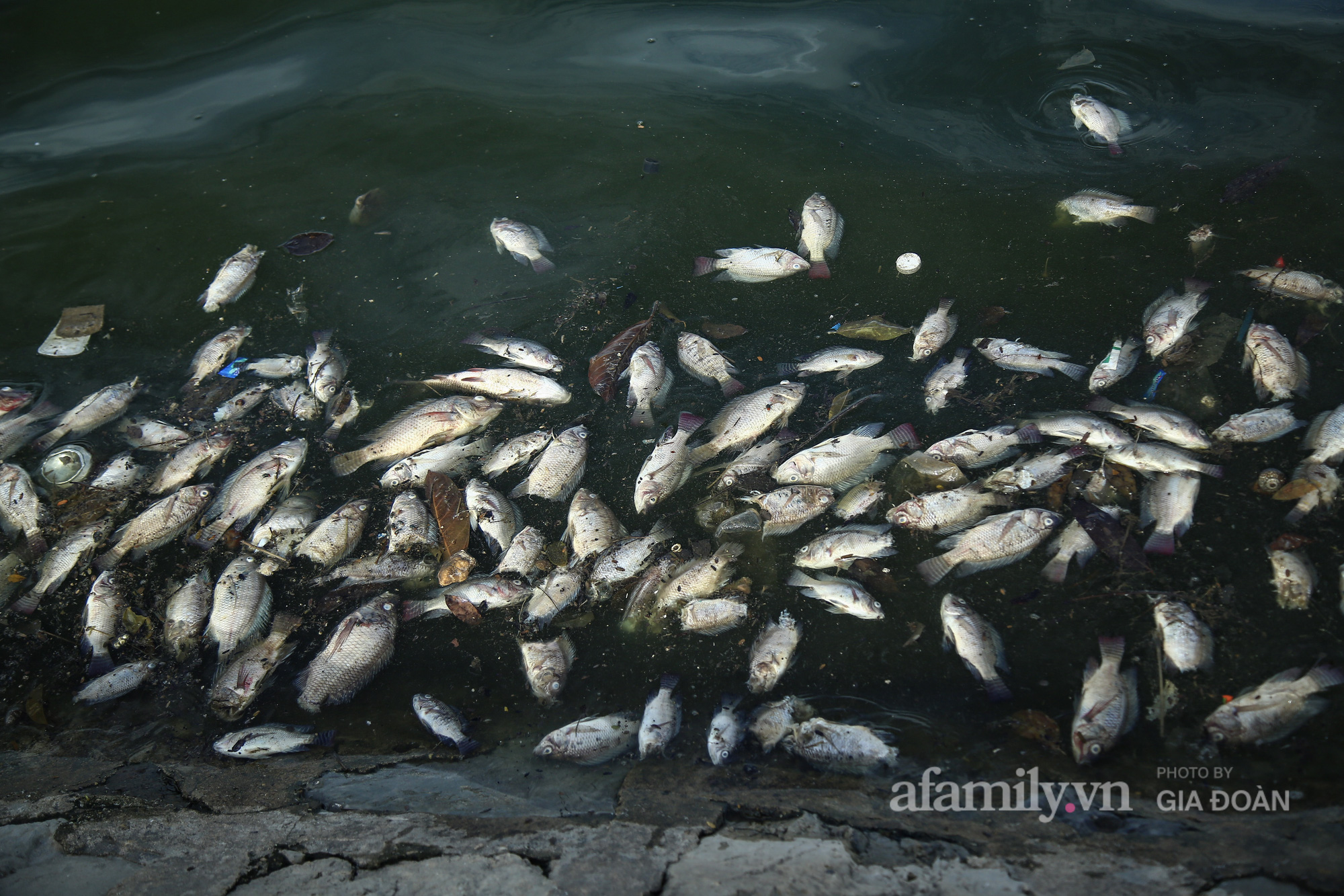 Cá chết nổi trắng góc hồ Yên Sở, người dân ngao ngán mỗi khi đi qua - Ảnh 5.